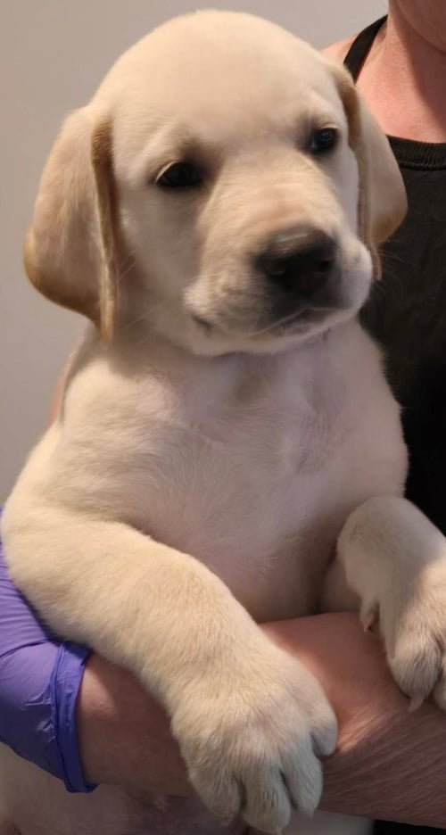 SIERRA'S MOJAVE - PURPLE - Great Dane / Labrador Retriever available for adoption