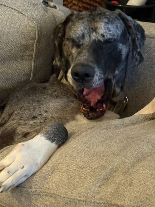 DUKE / TOBY - Great Dane available for adoption