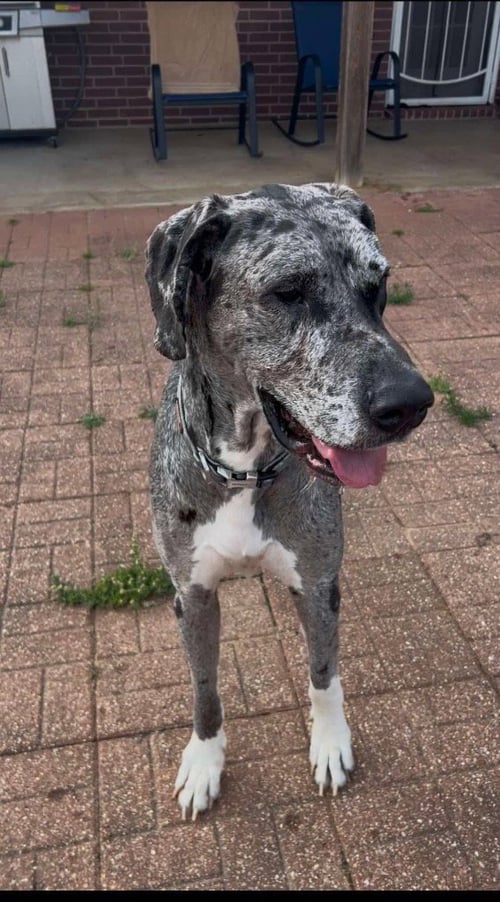 DUKE / TOBY - Great Dane available for adoption