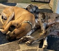 Duke / Toby - Photo 3