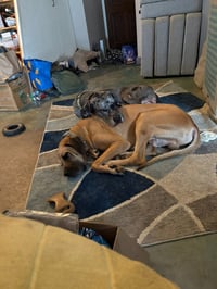 Duke / Toby - Photo 4