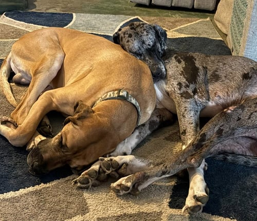 DUKE / TOBY - Great Dane available for adoption