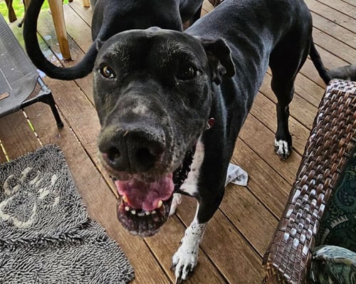 WILSON - Great Dane available for adoption