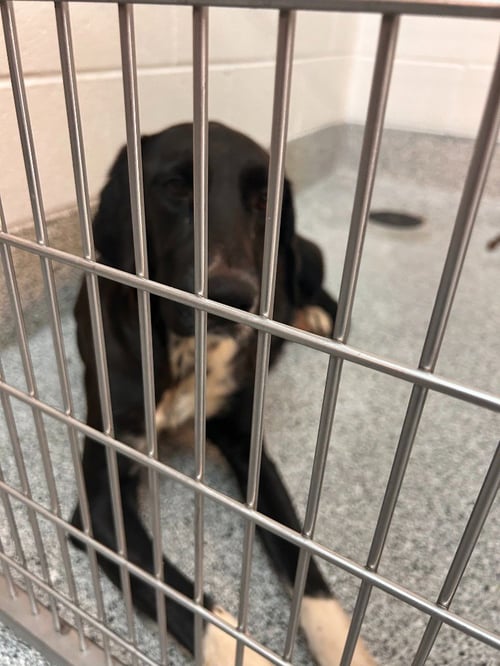 BIRDIE - Great Dane / Labrador Retriever available for adoption