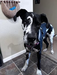 Pongo - Photo 1