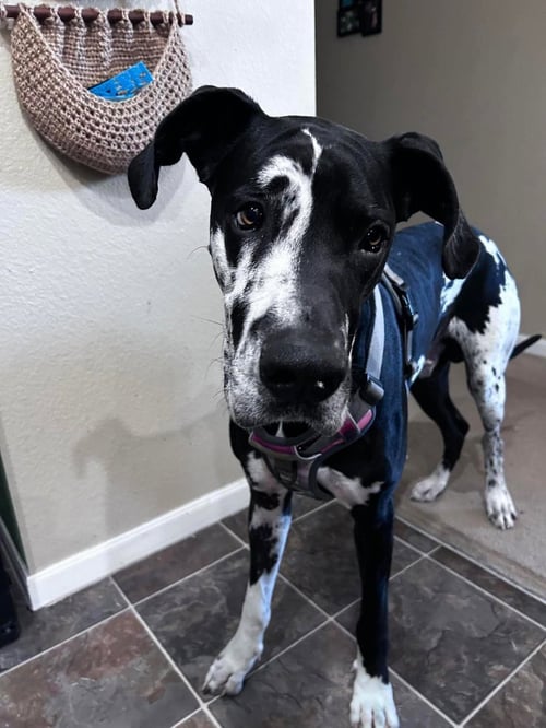 PONGO - Great Dane available for adoption