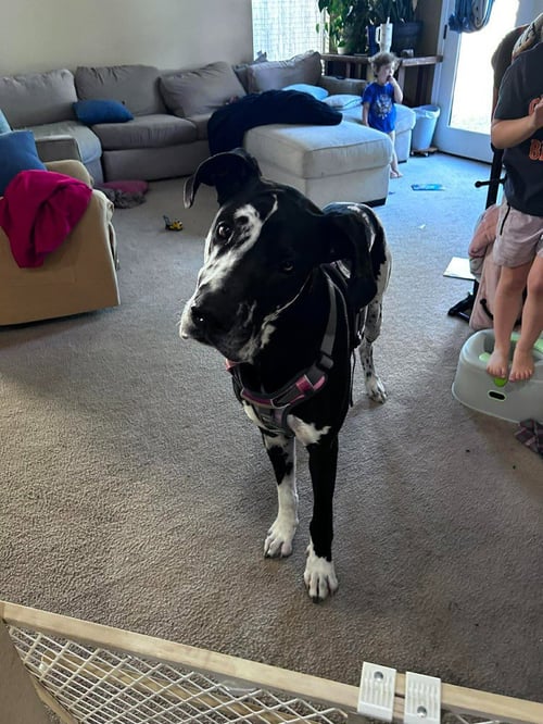 PONGO - Great Dane available for adoption