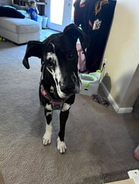 Pongo - Photo 3