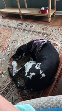 Pongo - Photo 4