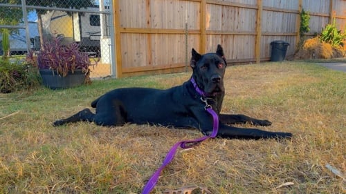 BLOSSOM - Cane Corso Mastiff available for adoption