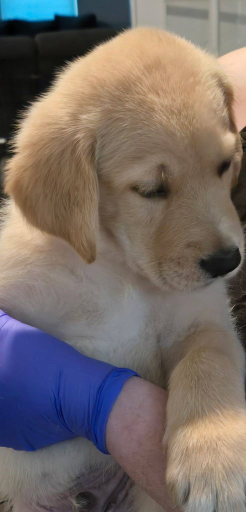 SIERRA'S PUP TAHOE- ORANGE - Great Dane / Labrador Retriever available for adoption