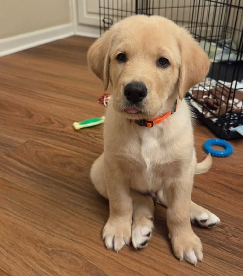 SIERRA'S PUP TAHOE (ORANGE)