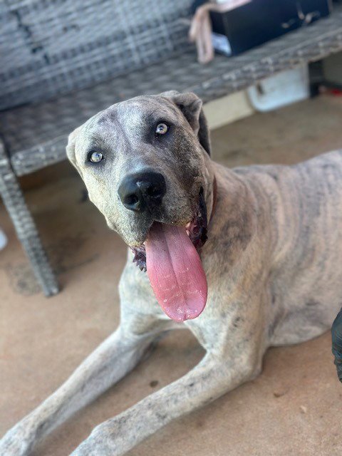 HERSHEY - Great Dane / Cane Corso Mastiff available for adoption