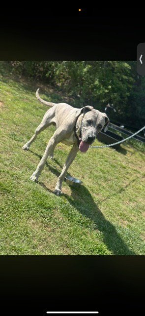 HERSHEY - Great Dane / Cane Corso Mastiff available for adoption
