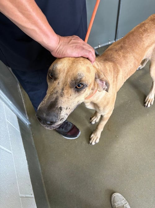 INDY MAE - Great Dane available for adoption