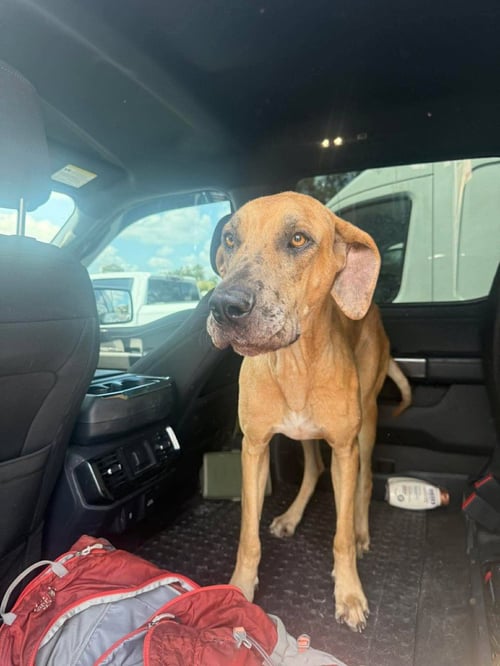 INDY MAE - Great Dane available for adoption
