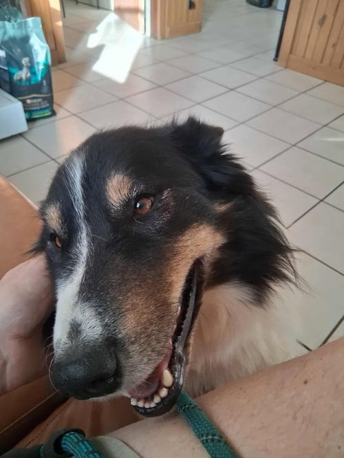 OSO - Collie available for adoption