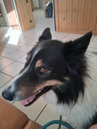 Oso - Photo 4
