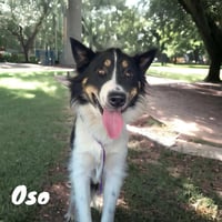 Oso - Photo 1
