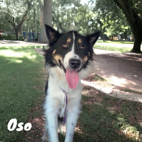 OSO - Collie available for adoption