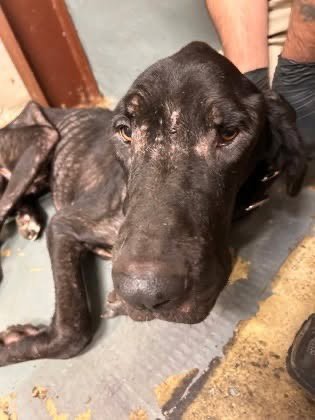 ATHENA JANE - Great Dane available for adoption