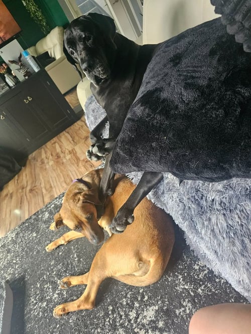 NUTMEG - Mastiff / Labrador Retriever available for adoption