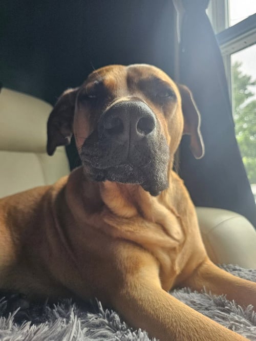 NUTMEG - Mastiff / Labrador Retriever available for adoption