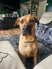 Nutmeg - Photo 3