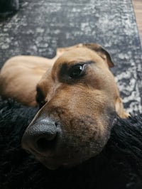 Nutmeg - Photo 3