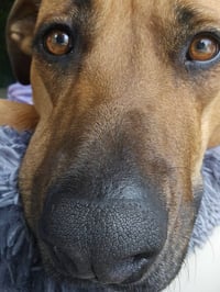 Nutmeg - Photo 4
