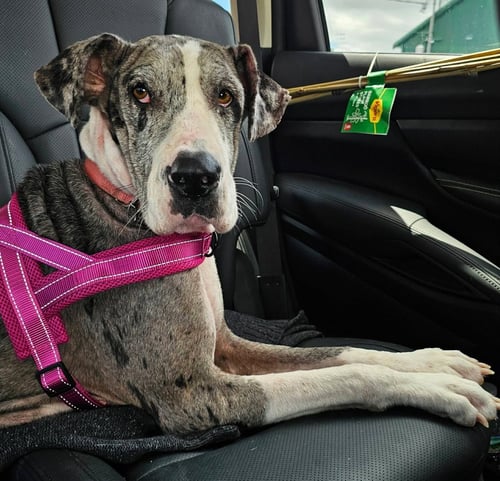 ABBY COCO - Great Dane available for adoption