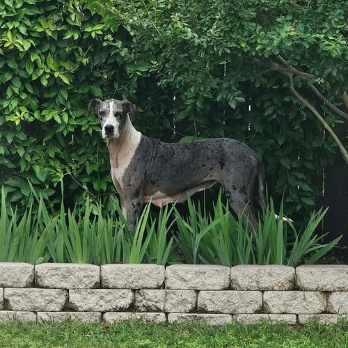 ABBY COCO - Great Dane available for adoption