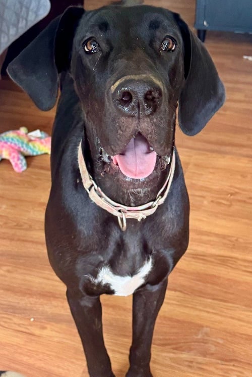 TOOTHLESS - Great Dane available for adoption