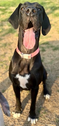Toothless - Photo 4