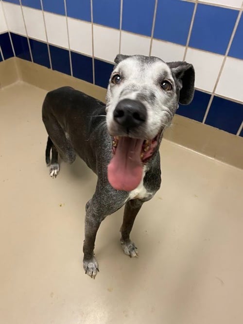MIA - Great Dane available for adoption