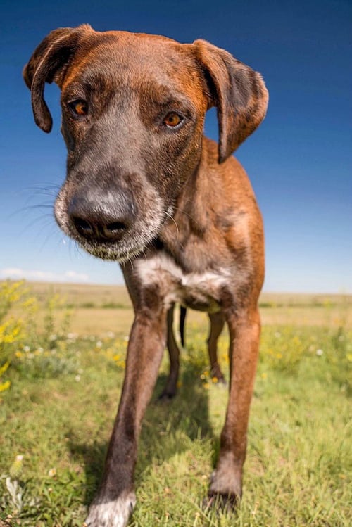 SCUTTLEBUTT - Great Dane / Labrador Retriever available for adoption