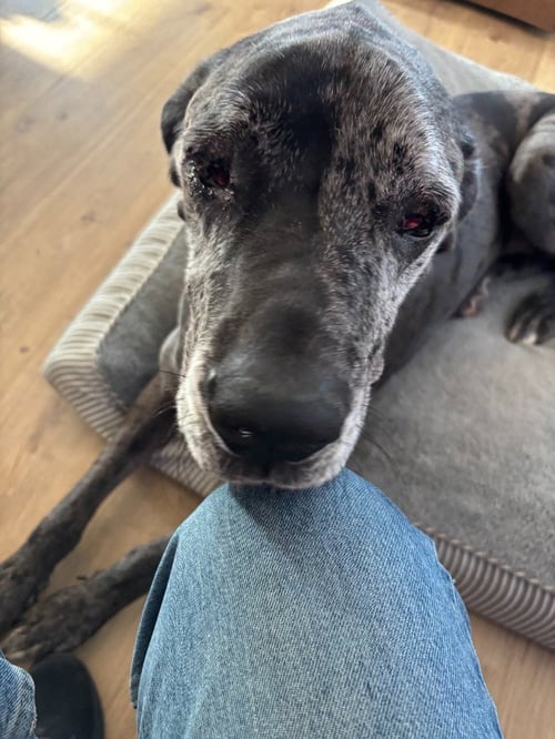ROSEANNE - Great Dane available for adoption