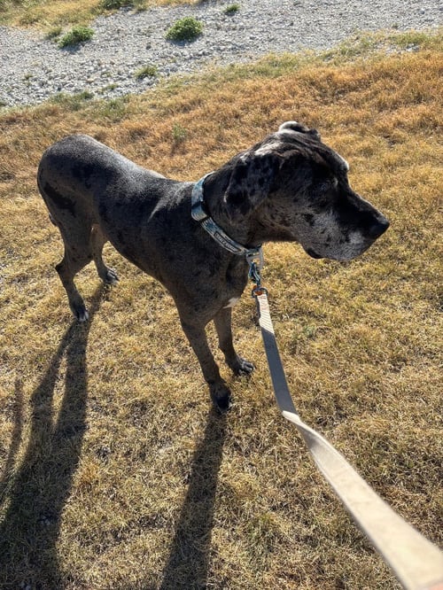 ROSEANNE - Great Dane available for adoption