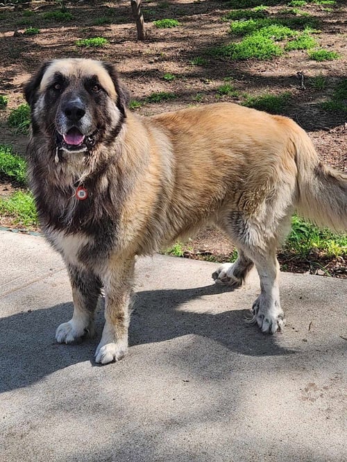 BAYNARD - Leonberger available for adoption