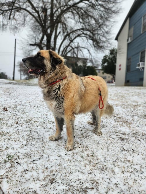 BAYNARD - Leonberger available for adoption