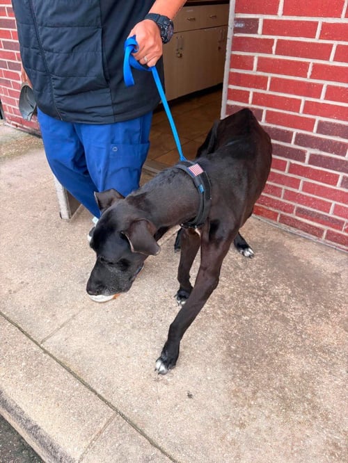 JOURNEY - Great Dane available for adoption