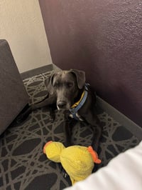 Winston - Photo 2
