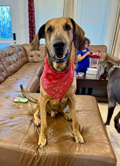 EMBER - Great Dane available for adoption