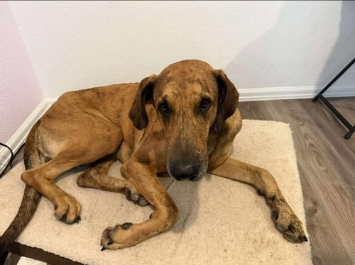 EMBER - Great Dane available for adoption