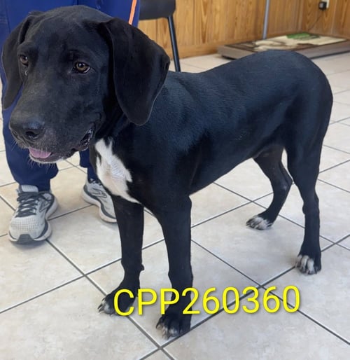 GOMEZ - Great Dane available for adoption