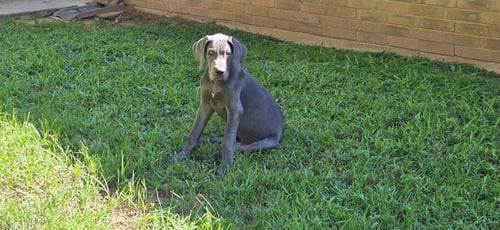 BRICK - Great Dane available for adoption