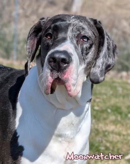 MOONWATCHER / TARIN - Great Dane available for adoption