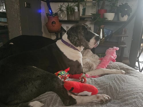 MOONWATCHER / TARIN - Great Dane available for adoption