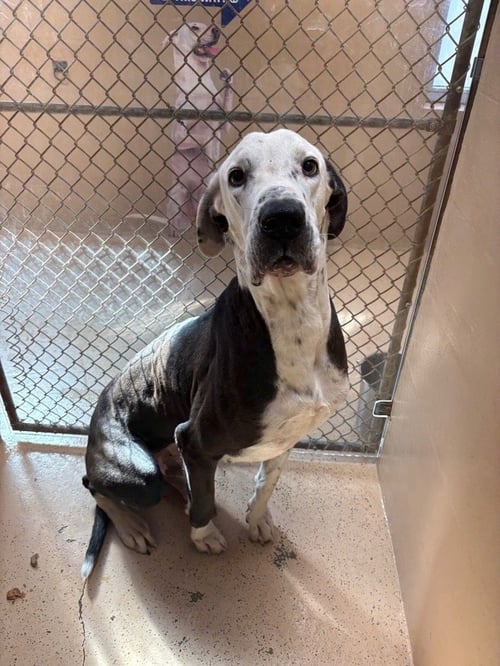 BRUNO - Great Dane available for adoption