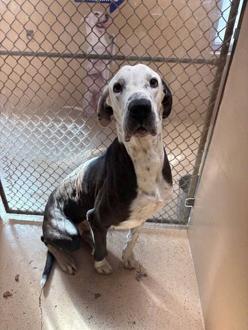 BRUNO - Great Dane available for adoption